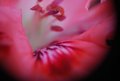In The Pink