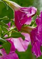 Pink Petunias