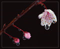 "Weeping" Cherry Blossom