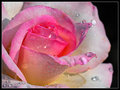 simplement rose
