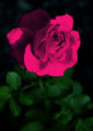 pink roze