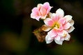 Backyard Blooms