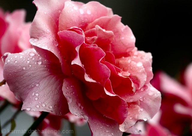When Roses Cry
