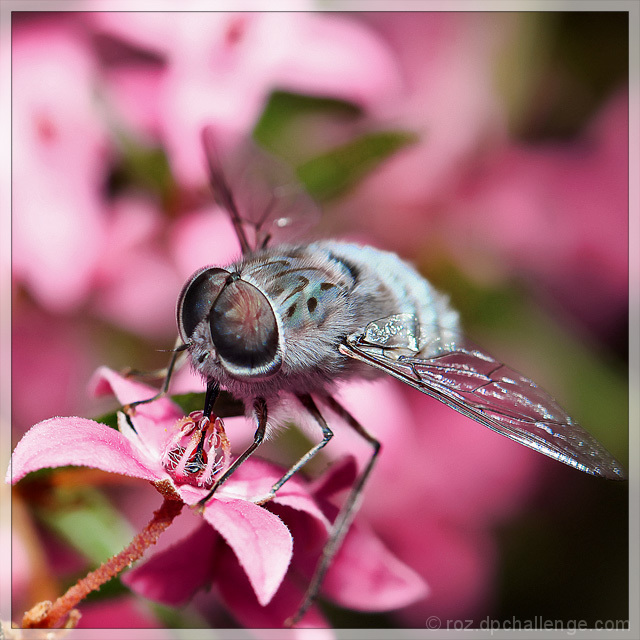 Boronia Ledifolia & Bee Fly