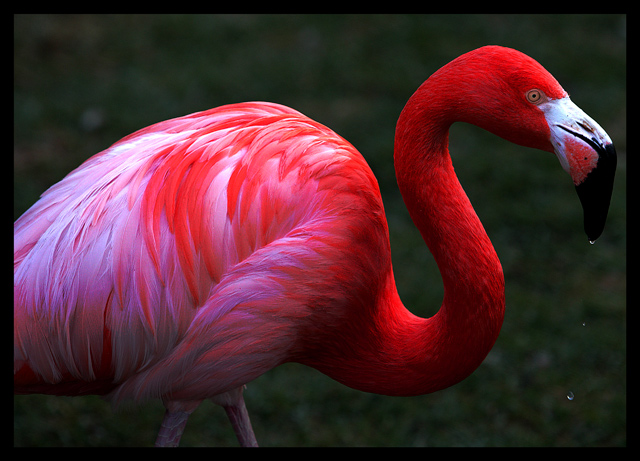 Pink Flamingo