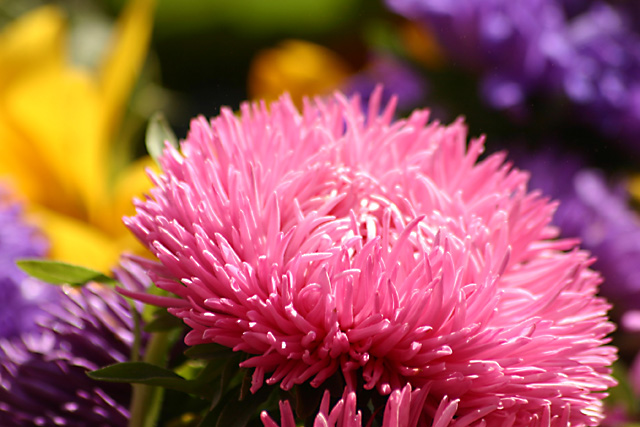 flower market