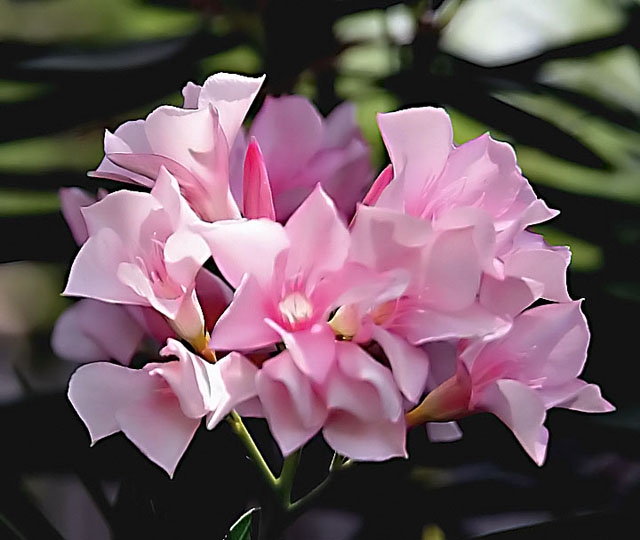 Pink Azaleas and Buds