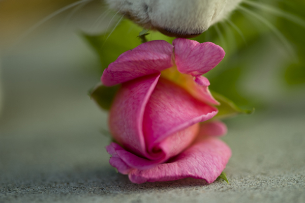 Surprise Kitty loves Pink!