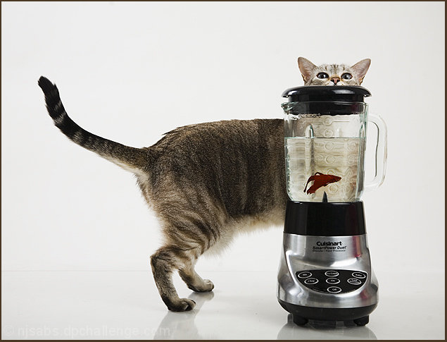 Fish Smoothie