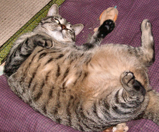 Home Entertainment Center {Cat Nip Not Included}
