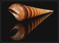Spiral