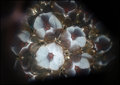 Polycentric  Bouquet