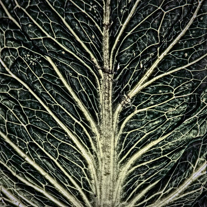 Yggdrasil  the World Tree