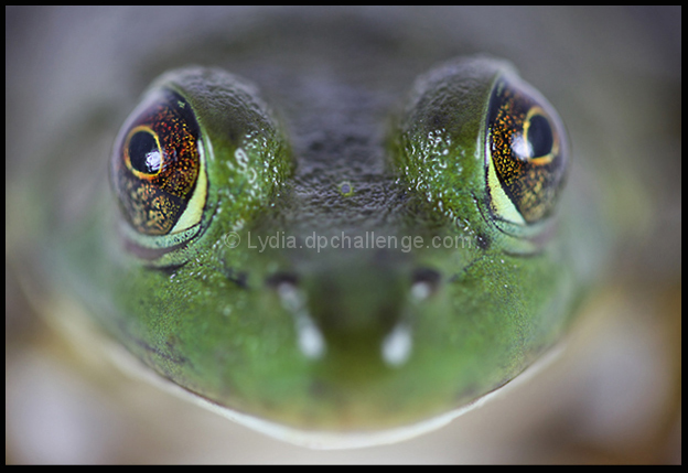 Bug-Eyed