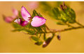 Spring in the South