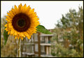 Neighbourhood Sun