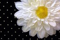 Petals and Dots