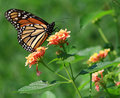 Natures Finest