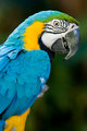 Macaw