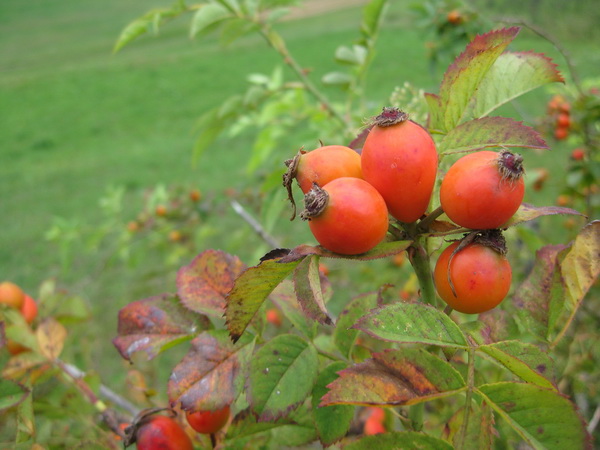 rosehip