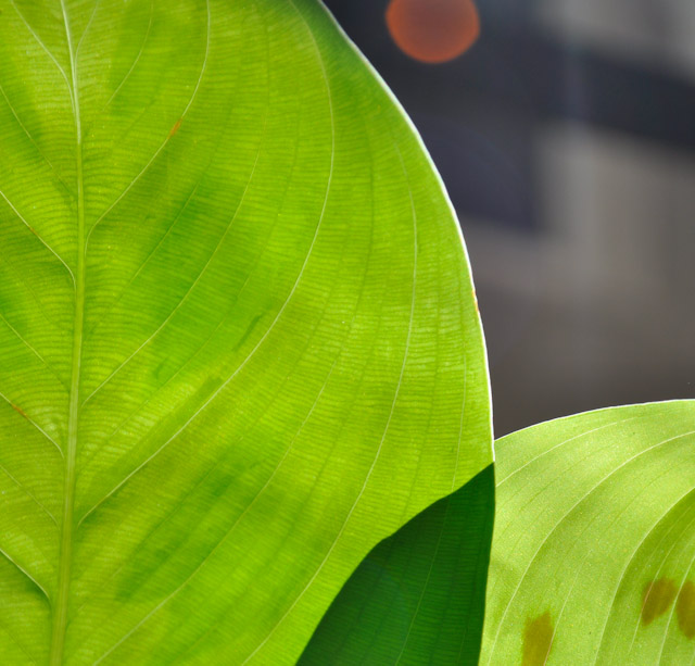 leaf