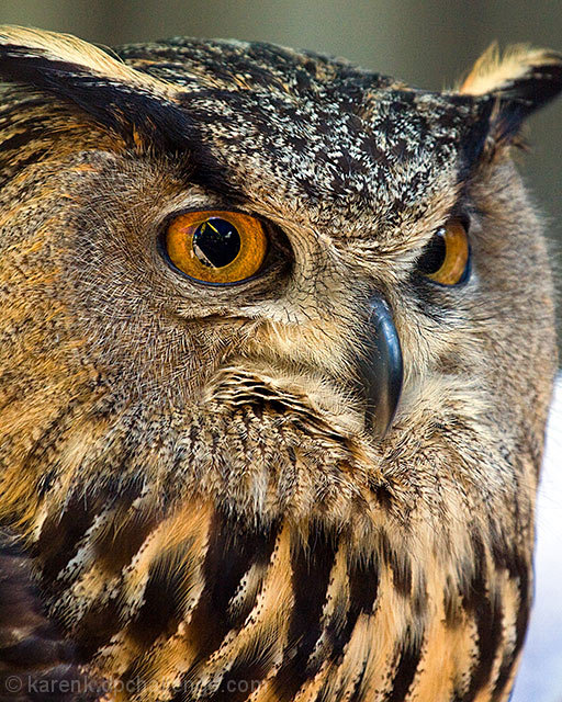 Great Horned Owl