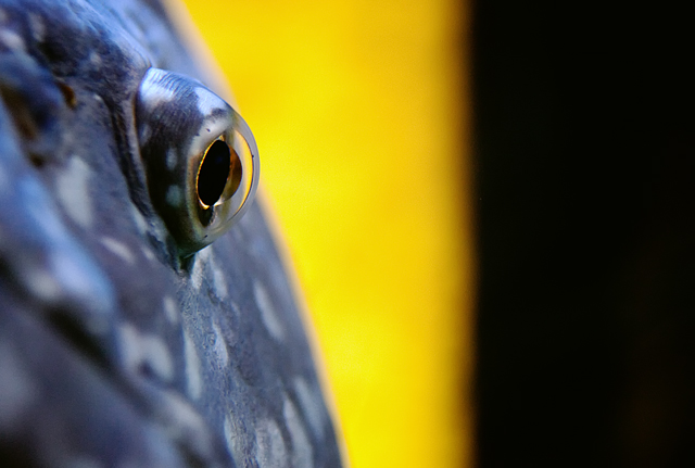 Fish Eye - of a Goliath Grouper