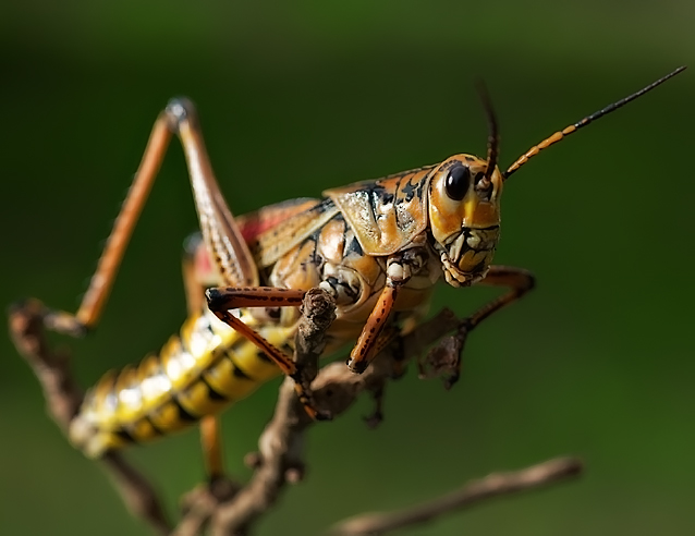 Romalea guttata (Lubber Grasshopper)