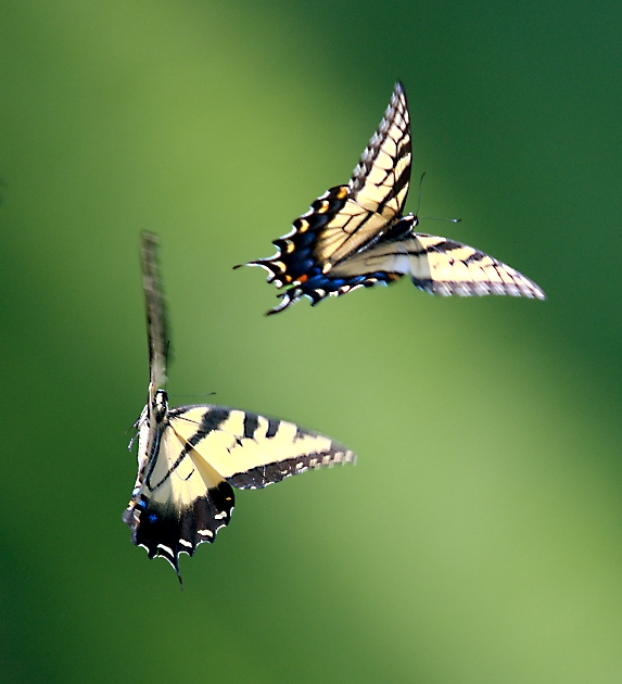 Dance of the Butterflies