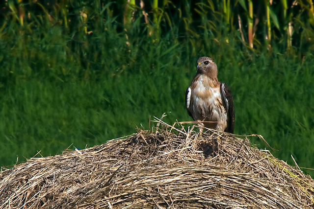 Hawk 