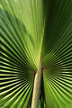 Radial Lines