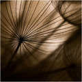 taraxacum's lines