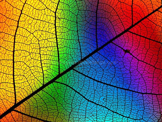 Intricate Lines