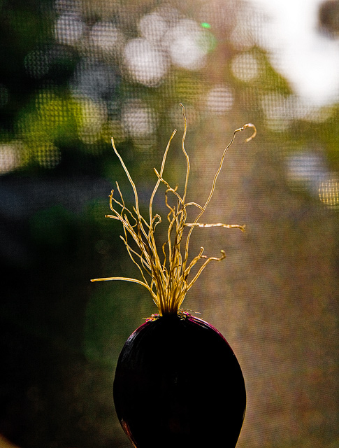 Onion & Screen, Summer Evening