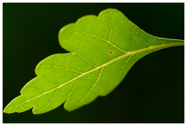 Leaf Detail