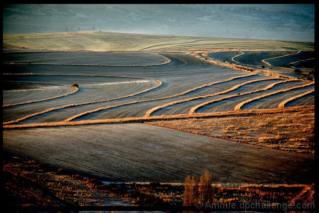 Frosted Wheat Lines