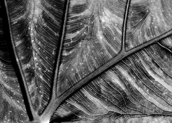 "Veined"