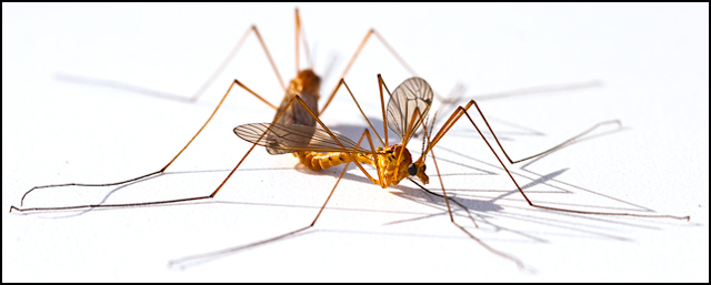 Crane Fly (Erioptera septemtrionis)