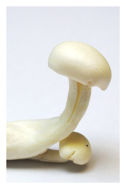 Come hide under my canopy, little brother...