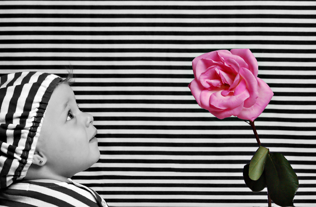 Fresh as a rose