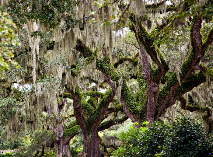 Live Oaks