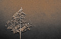 The Entire Tree from One Single Leaf