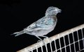 X-Ray Bird