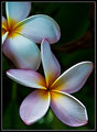 ~ Exotic Beauty~