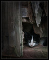 Barn Kitten