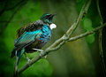 Tui