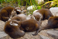 Asian Small-clawed Otters