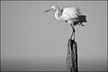 Egret