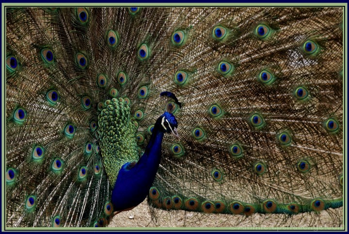 Peacock Eyes
