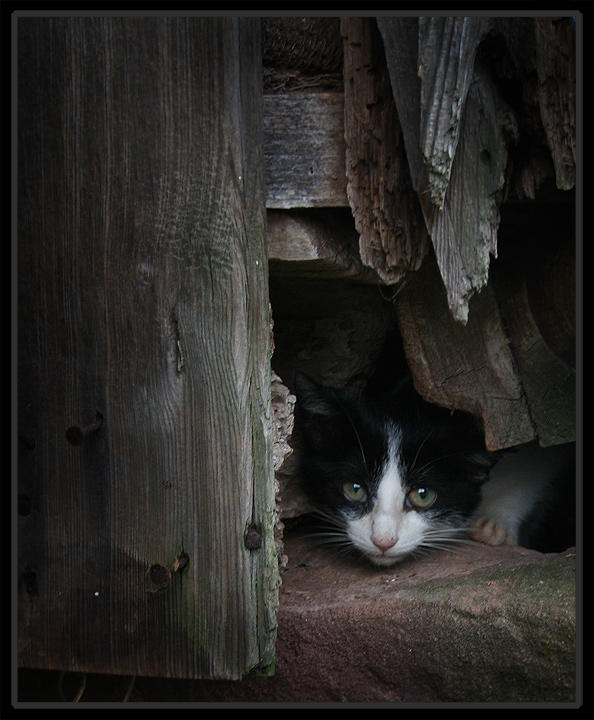 Barn Kitten